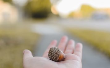 protein contents in cannabis seeds