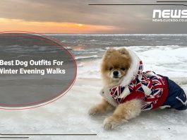 best-dog-jacket