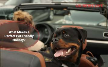 what-makes-perfect-pet-friendly-holiday